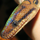 Illustration for article titled Why Certain Snakes Shimmer Like Rainbows